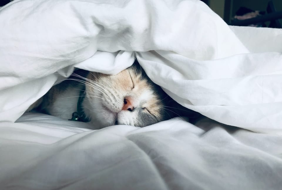 cat-sleeping-in-blanket