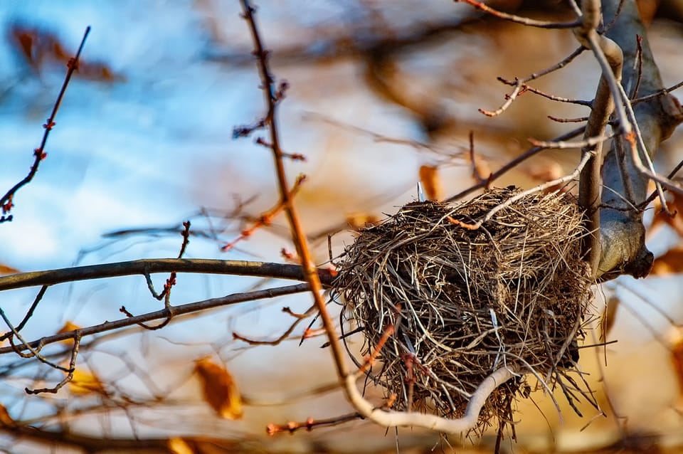 empty-birds-nest-in-tree