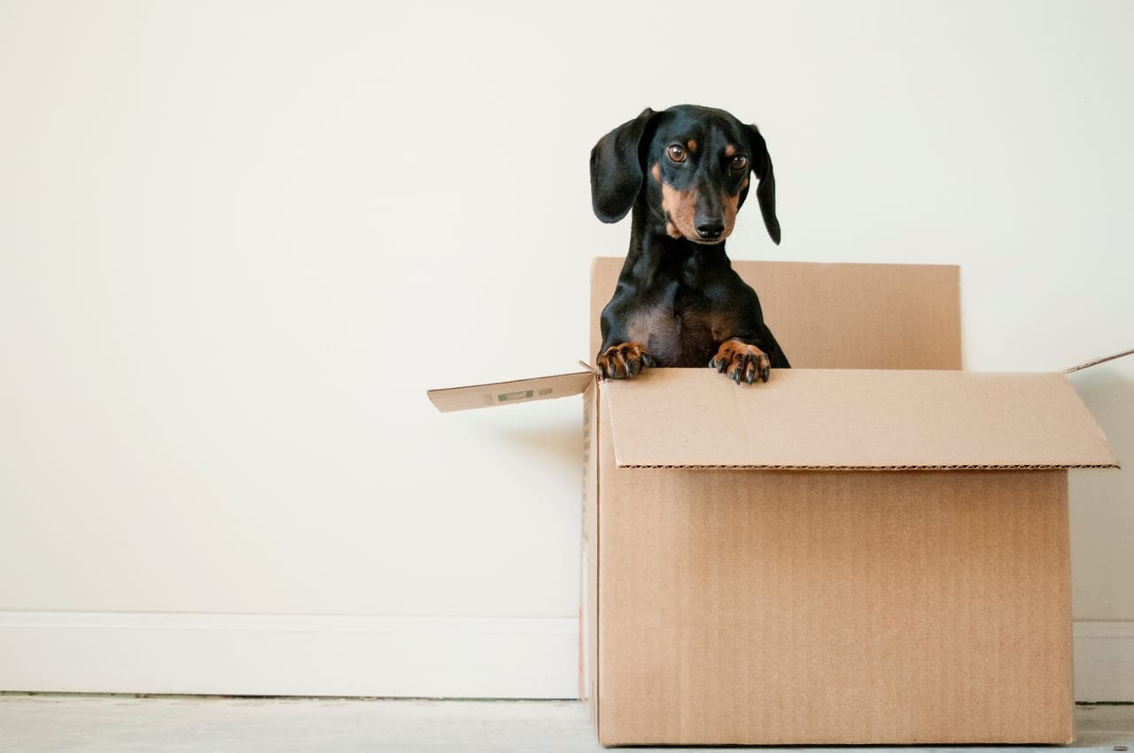 dachshund-in-cardboard-box
